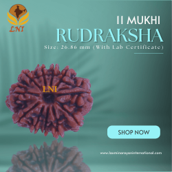 11 Mukhi Rudraksha Size: 26.86 mm (With Lab Certificate)