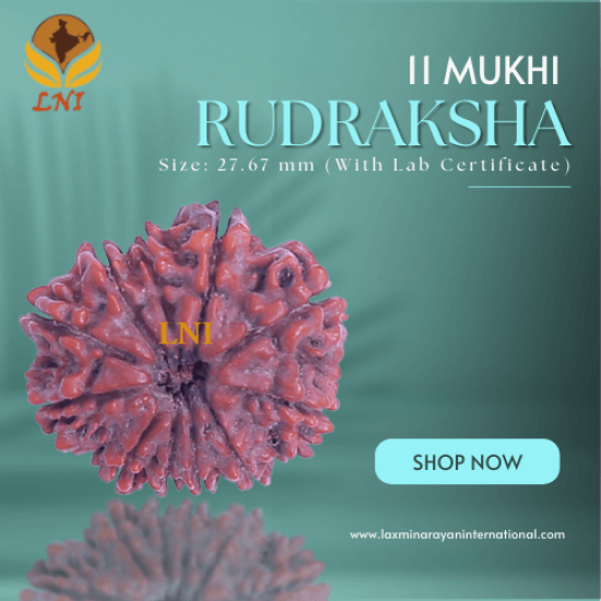 11 Mukhi Rudraksha Size: 27.67 mm (With Lab Certificate)