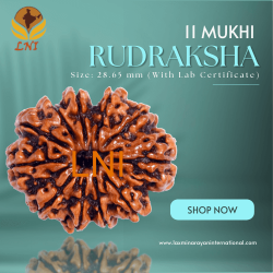 11 Mukhi Rudraksha Size: 28.65 mm (With Lab Certificate)