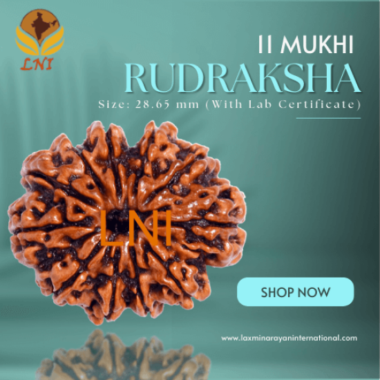 11 Mukhi Rudraksha Size: 28.65 mm (With Lab Certificate)