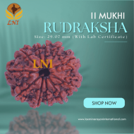 11 Mukhi Rudraksha Size: 29.07 mm (With Lab Certificate)