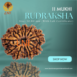 11 Mukhi Rudraksha Size: 30.80 mm (With Lab Certificate)