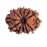 12 Mukhi Rudraksha Size 16.60 mm (With Lab Certificate)