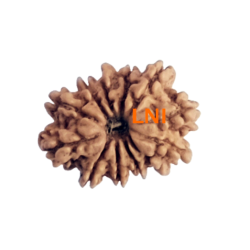 12 Mukhi Rudraksha Size 16.70 mm (With Lab Certificate)