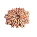 12 Mukhi Rudraksha Size 17.53 mm (With Lab Certificate)