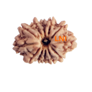 12 Mukhi Rudraksha Size 18.01 mm (With Lab Certificate)