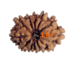 12 Mukhi Rudraksha Size 18.45 mm( With Lab Certificate)