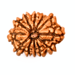 12 Mukhi Rudraksha Size 20.10 mm (With Lab Certificate)