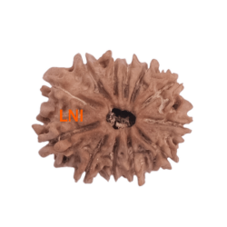 12 Mukhi Rudraksha Size 20.65 mm (With Lab Certificate)