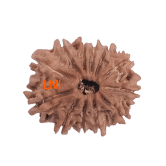 12 Mukhi Rudraksha