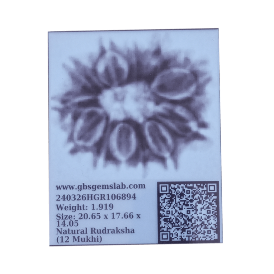 12 Mukhi Rudraksha