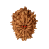 12 Mukhi Rudraksha Size 20.68 mm (With Lab Certificate)