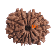12 Mukhi Rudraksha Size 21.85 mm( With Lab Certificate)