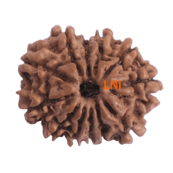 12 Mukhi Rudraksha Size 21.85 mm( With Lab Certificate)