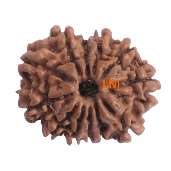 12 Mukhi Rudraksha Size 21.85mm( With Lab Certificate) Rudraksha, 12 Mukhi Rudraksha, 12 Mukhi Rudraksha from Nepal image