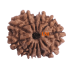 12 Mukhi Rudraksha Size 21.85 mm( With Lab Certificate)