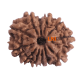 12 Mukhi Rudraksha Size 21.85mm( With Lab Certificate) Rudraksha, 12 Mukhi Rudraksha, 12 Mukhi Rudraksha from Nepal image