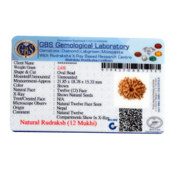 12 Mukhi Rudraksha Size 21.85 mm( With Lab Certificate)