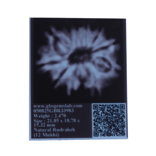 12 Mukhi Rudraksha Size 21.85mm( With Lab Certificate) Rudraksha, 12 Mukhi Rudraksha, 12 Mukhi Rudraksha from Nepal image