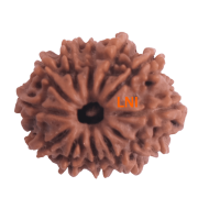 12 Mukhi Rudraksha Size 22.52 mm (With Lab Certificate)