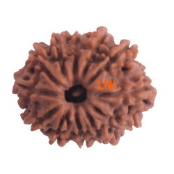 12 Mukhi Rudraksha Size 22.52 mm (With Lab Certificate)
