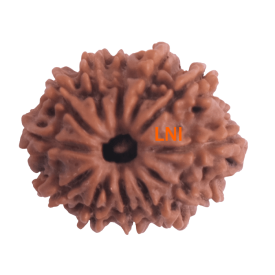 12 Mukhi Rudraksha Size 24.00 mm (With Lab Certificate) Rudraksha, 12 Mukhi Rudraksha, 12 Mukhi Rudraksha from Nepal image
