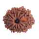 12 Mukhi Rudraksha Size 24.00 mm (With Lab Certificate) Rudraksha, 12 Mukhi Rudraksha, 12 Mukhi Rudraksha from Nepal image