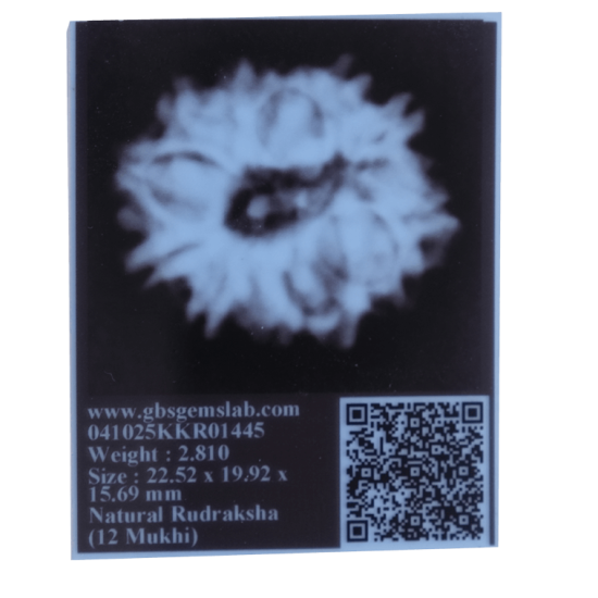 12 Mukhi Rudraksha Size 24.00 mm (With Lab Certificate) Rudraksha, 12 Mukhi Rudraksha, 12 Mukhi Rudraksha from Nepal image