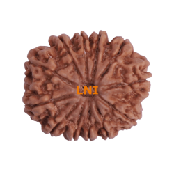12 Mukhi Rudraksha Size 31.45 mm (Certified)