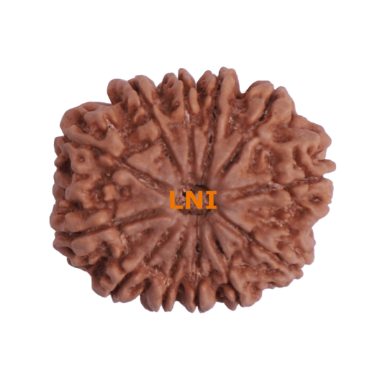 12 Mukhi Rudraksha Size 31.07 mm (With Lab Certificate) image