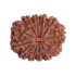 12 Mukhi Rudraksha Size 31.45 mm (Certified)