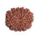12 Mukhi Rudraksha Size 31.07 mm (With Lab Certificate) image