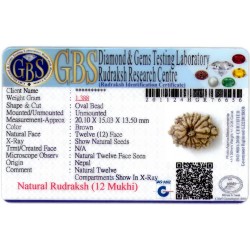 12 Mukhi Rudraksha Size 20.10 mm (With Lab Certificate)
