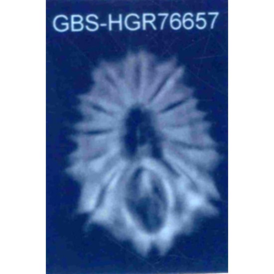 12 Mukhi Rudraksha Size 20.68 mm (With Lab Certificate) Rudraksha, 12 Mukhi Rudraksha, 12 Mukhi Rudraksha from Nepal image