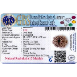 12 Mukhi Rudraksha Size 21.15 mm (With Lab Certificate)