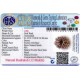 12 Mukhi Rudraksha Size 21.15 mm (With Lab Certificate) image