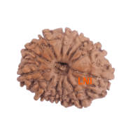 12 Mukhi Rudraksha Size 22.22 mm (With Lab Certificate)