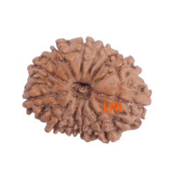 12 Mukhi Rudraksha Size 22.22 mm (With Lab Certificate)