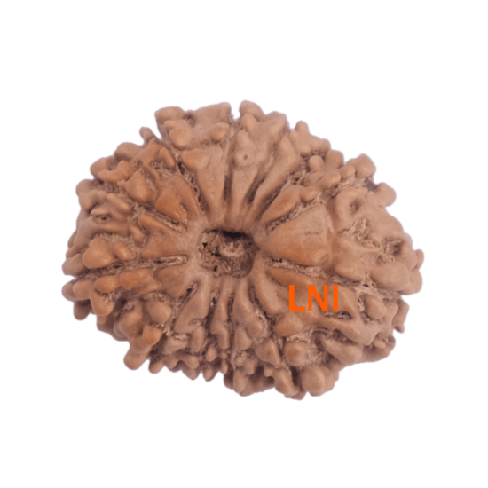 12 Mukhi Rudraksha 23.05 mm with GBEGemsLab Certification and X-ray – Original Bead