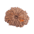 12 Mukhi Rudraksha Size 22.22 mm (With Lab Certificate)