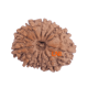 12 Mukhi Rudraksha 23.05 mm with GBEGemsLab Certification and X-ray – Original Bead