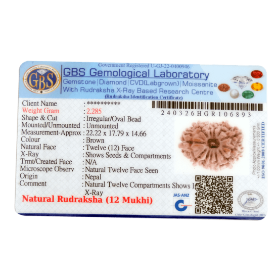 12 Mukhi Rudraksha 23.05 mm with GBEGemsLab Certification and X-ray – Original Bead