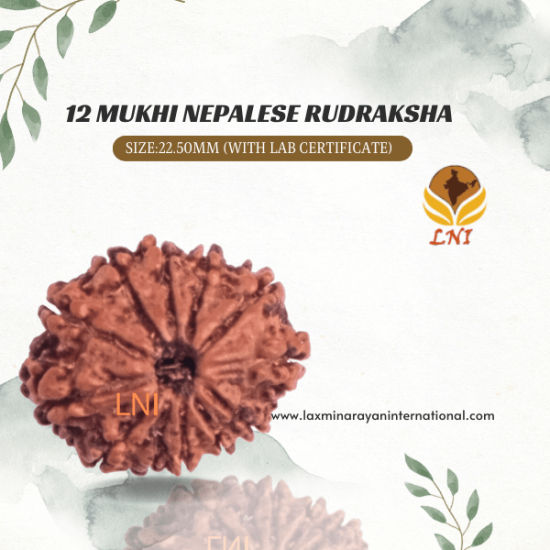 12 Mukhi Rudraksha Size 22.50 mm (With Lab Certificate)
