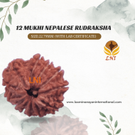 12 Mukhi Rudraksha Size 22.79 mm (With Lab Certificate)