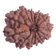 13 Mukhi Rudraksha Size: 19.78mm (With Lab Certificate)