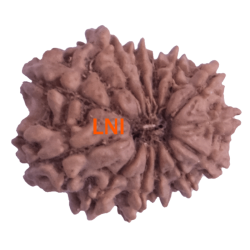 13 Mukhi Rudraksha Size: 19.78mm (With Lab Certificate)