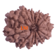 13 Mukhi Rudraksha Size: 19.78mm (With Lab Certificate)