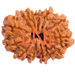 13 Mukhi Rudraksha Size: 24.02 mm (With Lab Certificate)