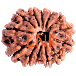 13 Mukhi Rudraksha Size: 25.05 mm (With Lab Certificate)