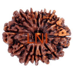 13 Mukhi Rudraksha Size: 26.47 mm (With Lab Certificate)